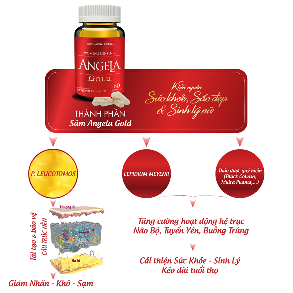 Women's Ginseng Angela Gold by Ecogreen 60 Capsules - Sâm Angela Gold